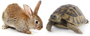 How Liquid is your real estate_hare vs turtle