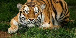 07-06-2015 Tiger hunting