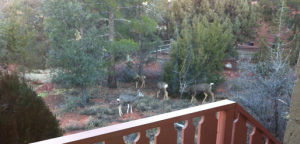 08-03-2015_Herd of deer