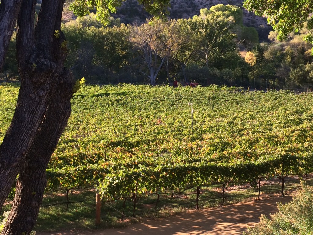 Overlooking the vineyard