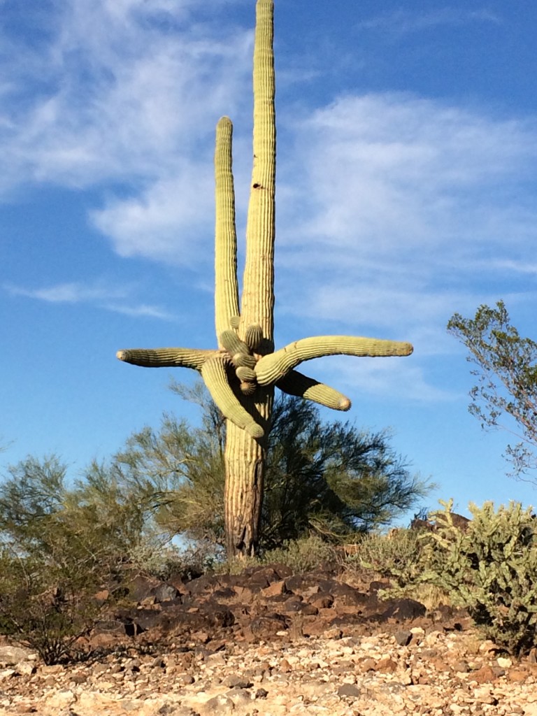 A Lake Pleasant cactus with no direction